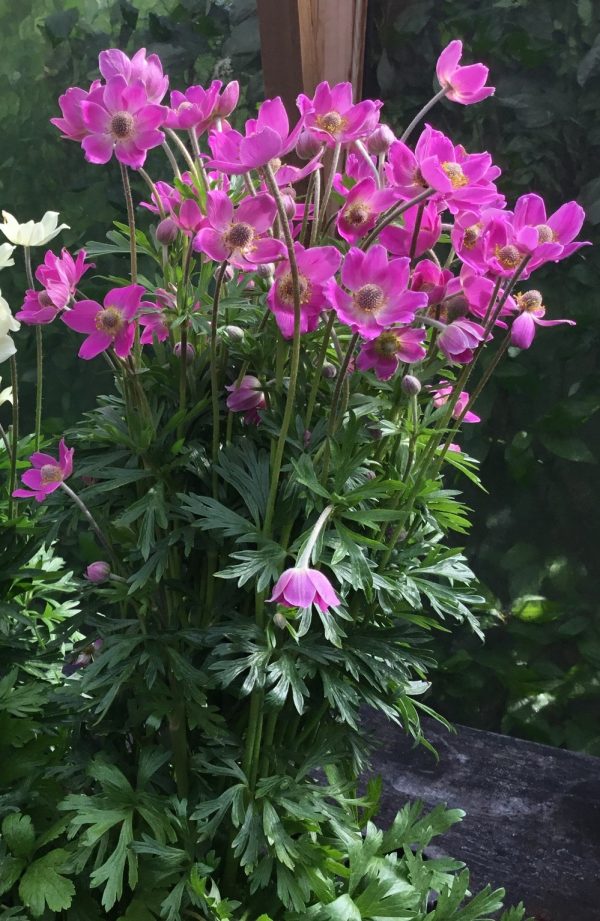 Anemone x lesseri 'Spring Beauty Pink'