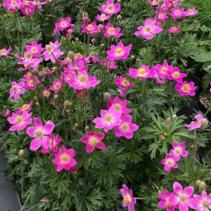 Anemone x lesseri 'Spring Beauty Pink'