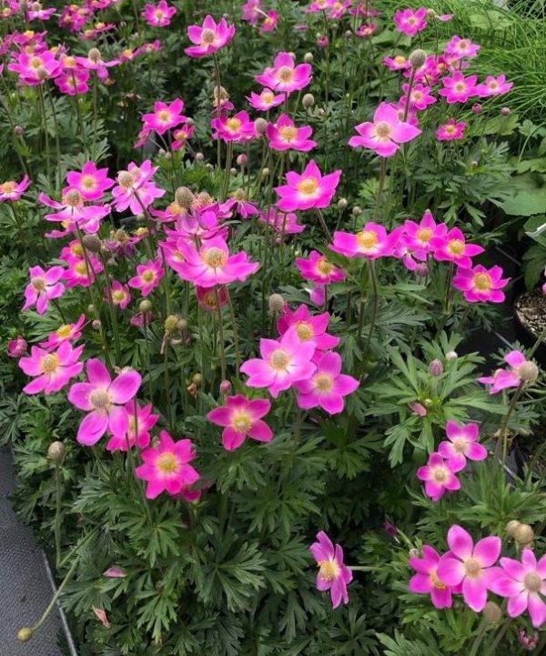 Anemone x lesseri 'Spring Beauty Pink'