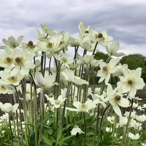 Anemone x lesseri 'Spring Beauty White'