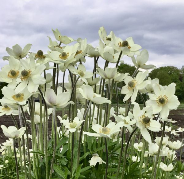 Anemone x lesseri 'Spring Beauty White' Anemone x lesseri 'Spring Beauty White'