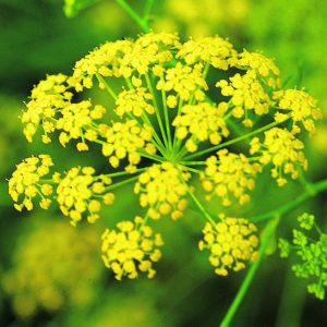 Anethum graveolens 'Vierling'