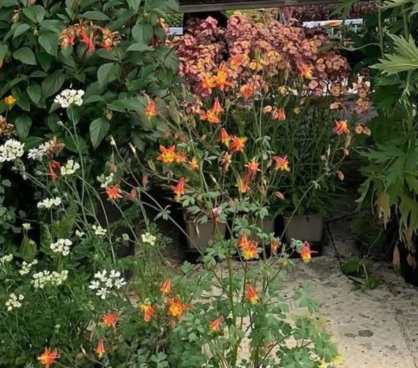 Aquilegia skinneri 'Tequila Sunrise'