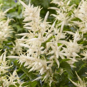 Aruncus 'Sparkler'