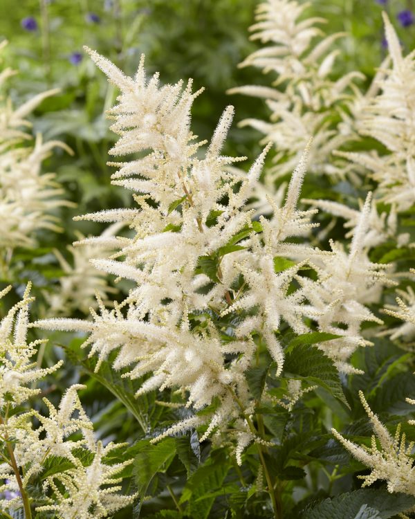 Aruncus Sparkler Aruncus 'Sparkler'