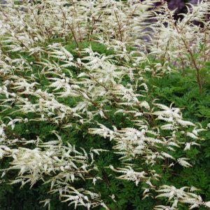 Aruncus aethusifolius 'Guinea Fowl'
