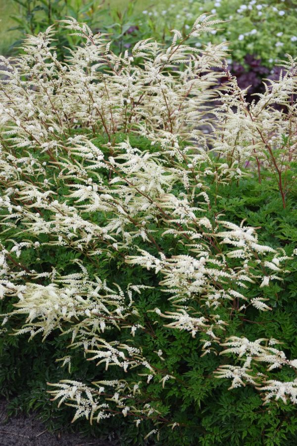 Aruncus aethusifolius 'Guinea Fowl' Aruncus aethusifolius 'Guinea Fowl'