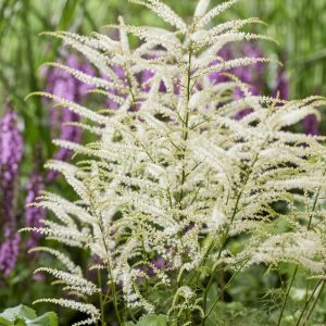 Aruncus asplenifolia 'Silver Filigree'