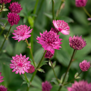 Astrantia 'Capri'