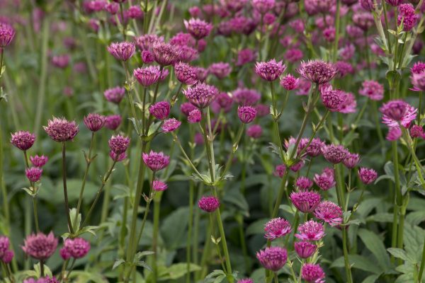 Astrantia 'Capri'2 Astrantia 'Capri'
