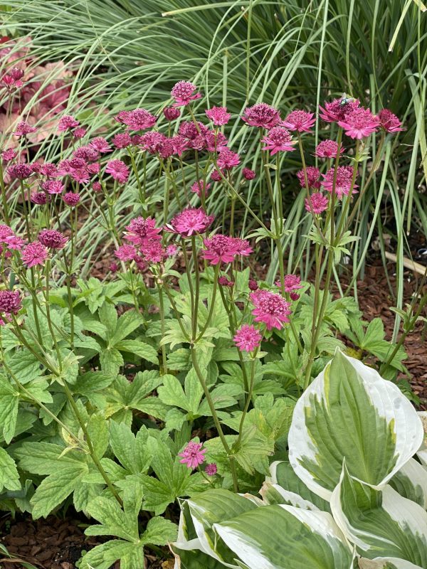 Astrantia 'Capri'3 Astrantia 'Capri'