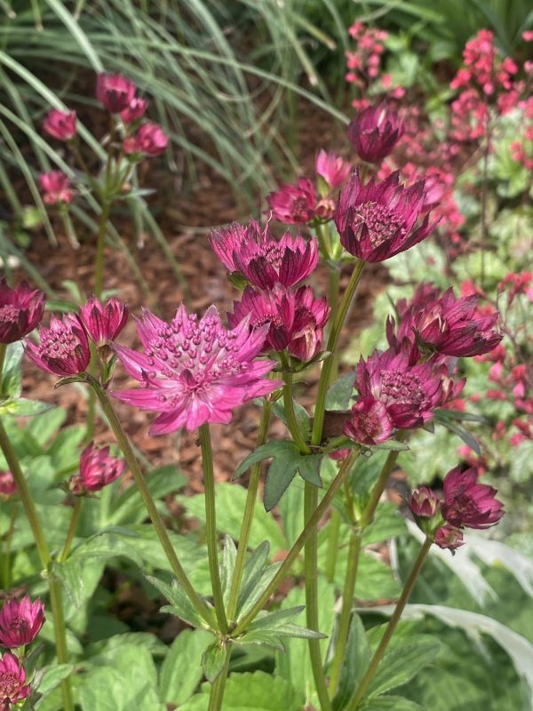 Astrantia 'Capri'4 Astrantia 'Capri'