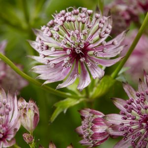 Astrantia major 'Sparking Stars Pink'