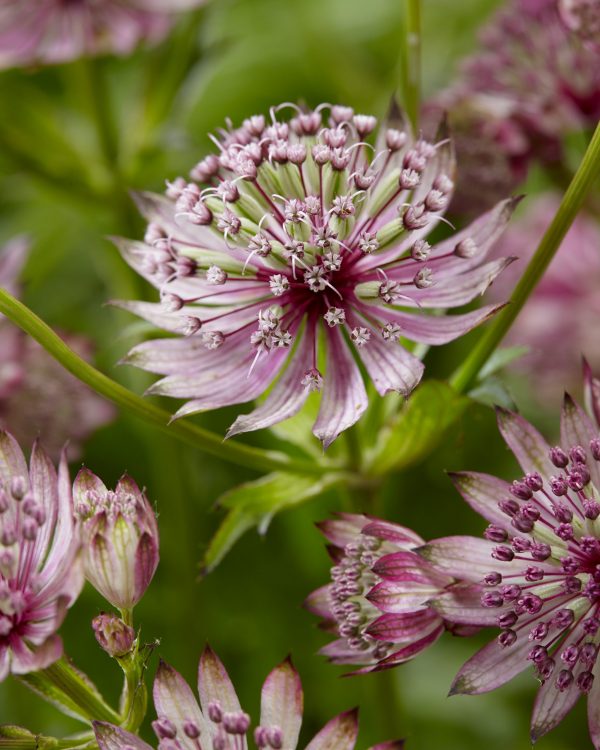 Astrantia Sparkling Stars Pink Astrantia major 'Sparking Stars Pink'