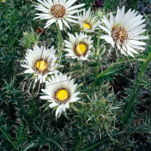 Berkheya cirsiifolia
