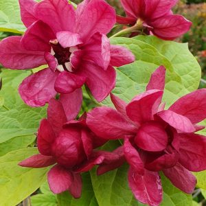 Calycanthus x raulstonii 'Hartlage Wine'