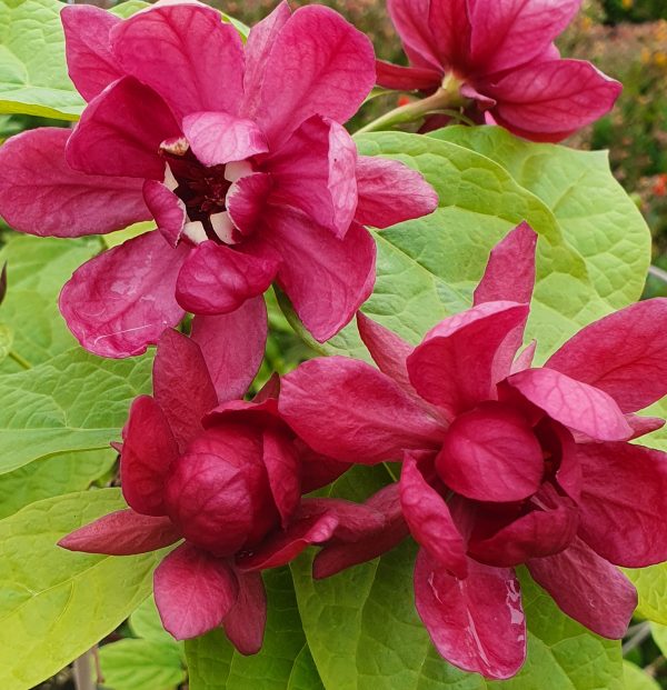 Calycanthus x raulstonii 'Hartlage Wine'