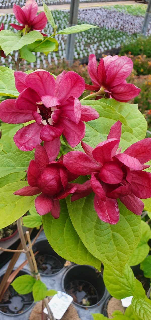 Calycanthus x raulstonii 'Hartlage Wine'