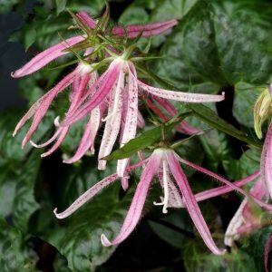 Campanula 'Pink Octopus'