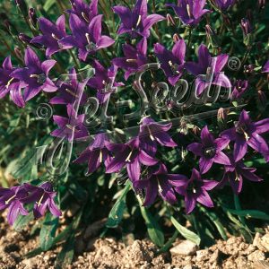 Campanula bellidifolia subsp. aucheri