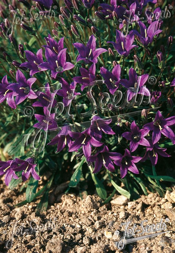 Campanula bellidifolia subsp. aucheri Campanula bellidifolia subsp. aucheri