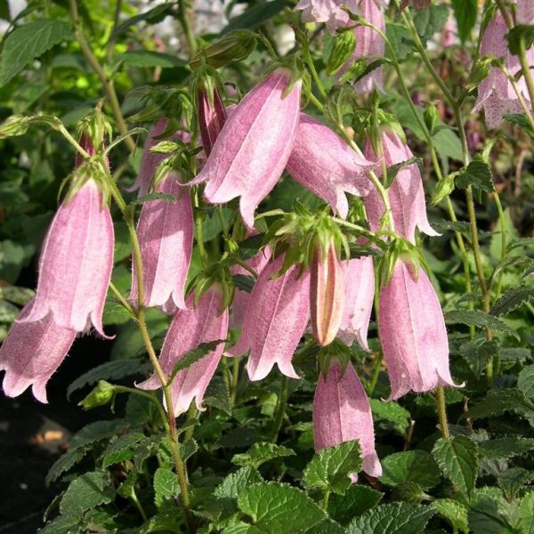 Campanula punctata 'Pink Chimes'