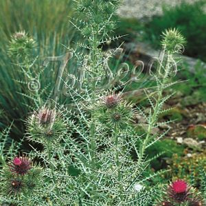 Cirsium diacanthum
