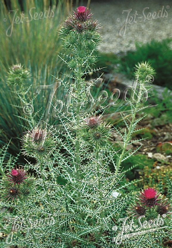 Cirsium diacanthum Cirsium diacanthum