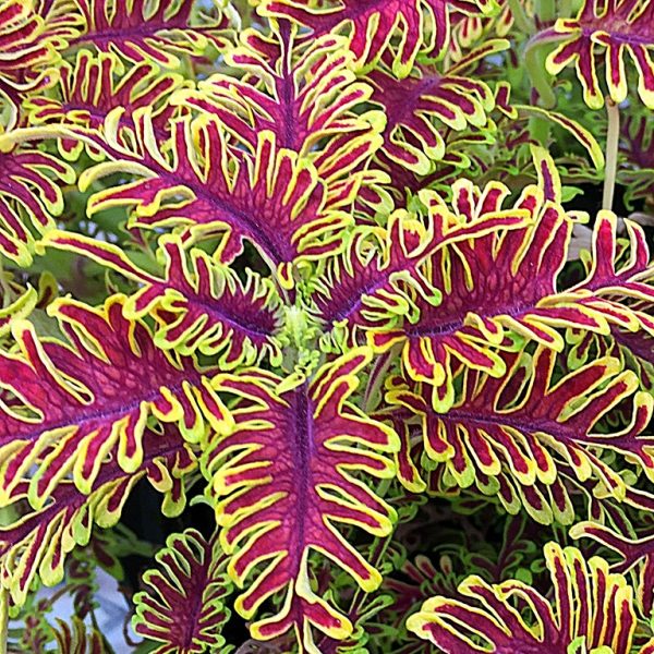 Coleus 'Skeletal' Coleus 'Skeletal'