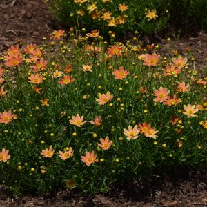 Coreopsis verticillata 'Crème Caramel'
