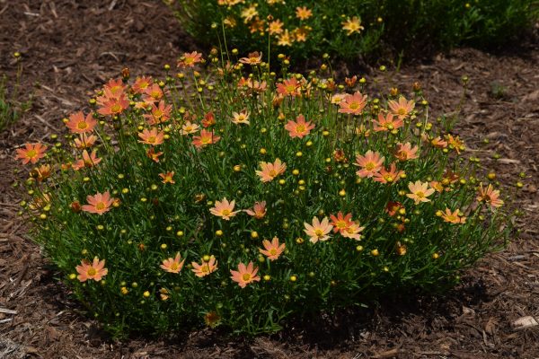 Coreopsis verticillata 'Crème Caramel'