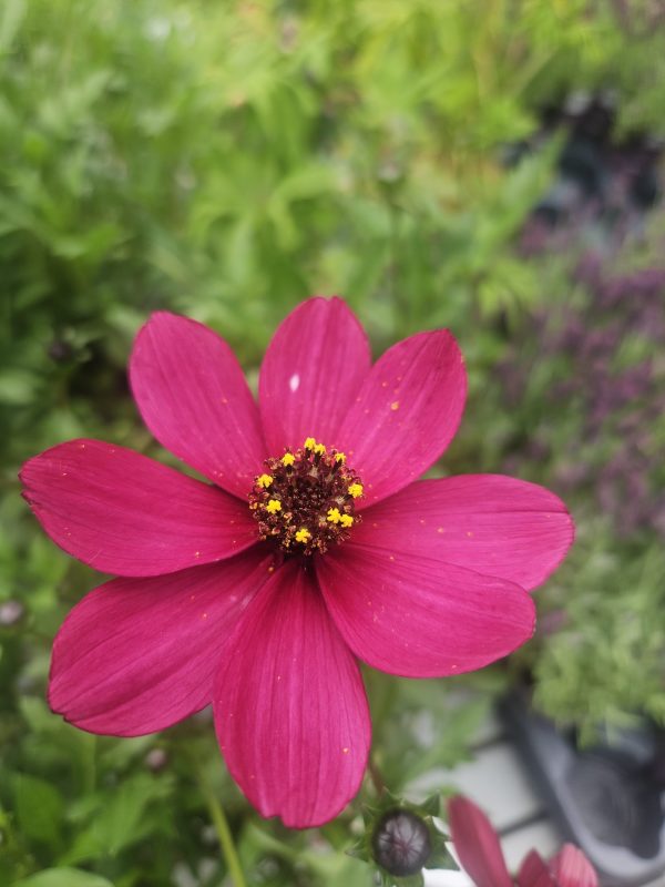 Cosmos atrosanguineus 'Cherry Chocolate'