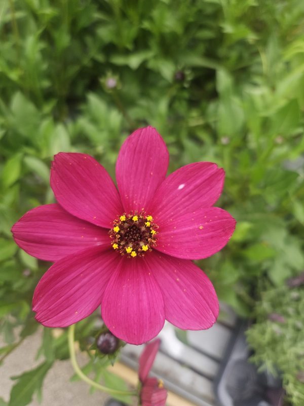 Cosmos atrosanguineus 'Cherry Chocolate'