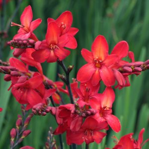 Crocosmia 'Walbertons Miss Scarlet'