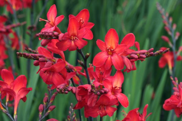 Crocosmia 'Walbertons Miss Scarlet' Crocosmia 'Walbertons Miss Scarlet'