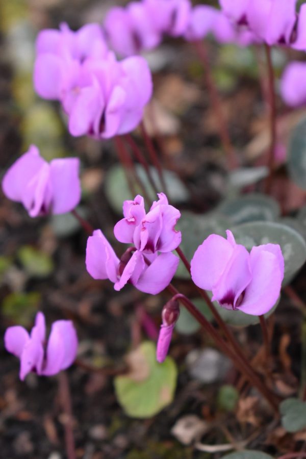 Cyclamen coum Cyclamen coum