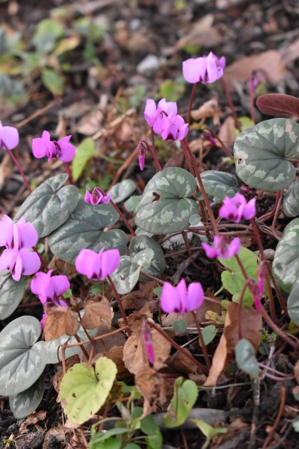 Cyclamen coum2 Cyclamen coum