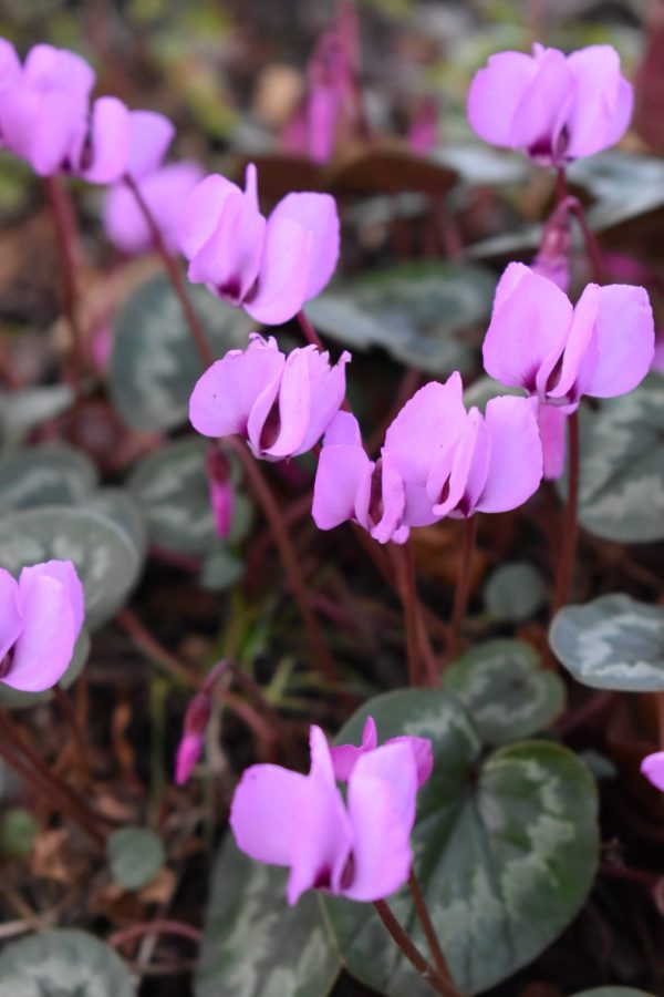 Cyclamen coum3 Cyclamen coum