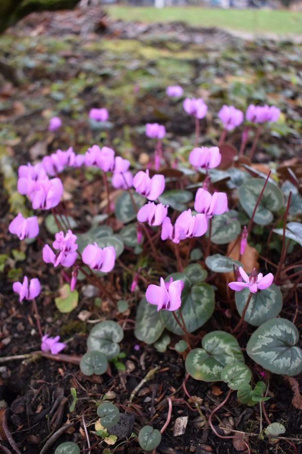 Cyclamen coum4 Cyclamen coum