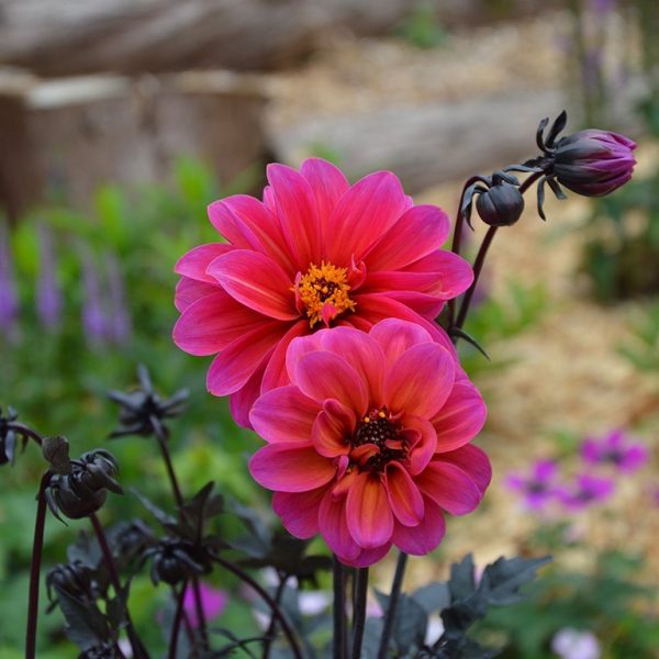 Dahlia Dreamy 'Dance' Dahlia Dreamy 'Dance'