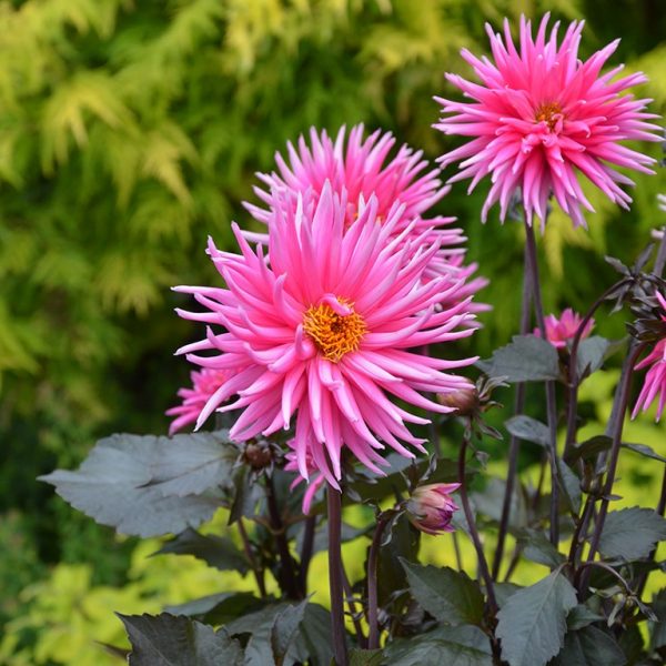 Dahlia 'Electro Pink' Dahlia 'Electro Pink'