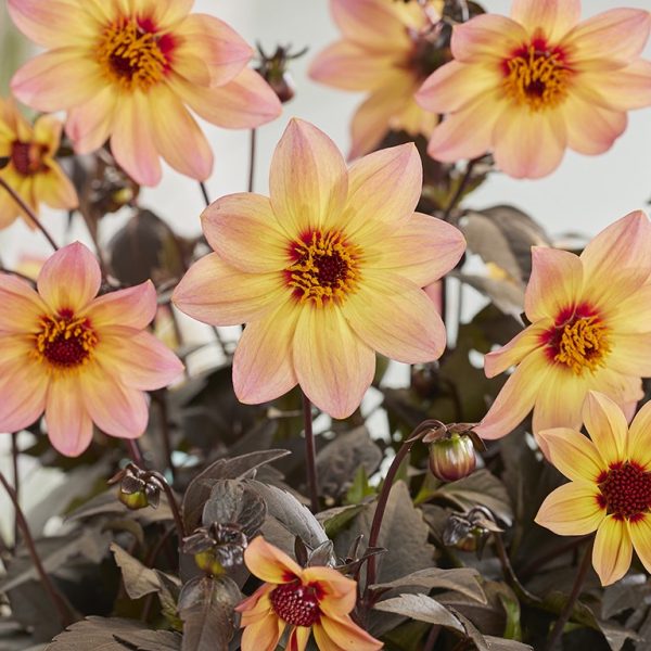 Dahlia Mystic Fantasy Dahlia Mystic 'Fantasy'