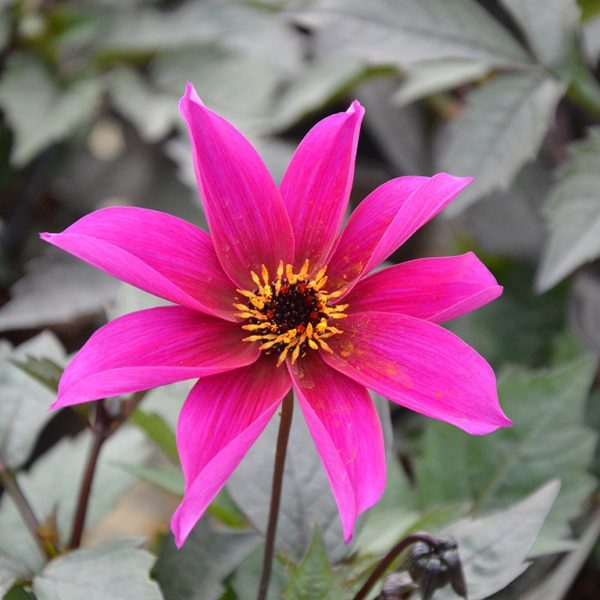 Dahlia Mystic 'Wizard' Dahlia Mystic 'Wizard'