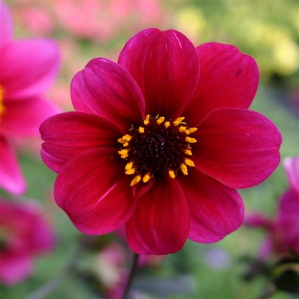 Dahlia 'Roxy' Dahlia 'Roxy'