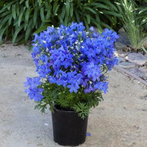 Delphinium 'Hunky Dory F1 Blue'