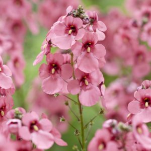 Diascia personata 'Hopleys'