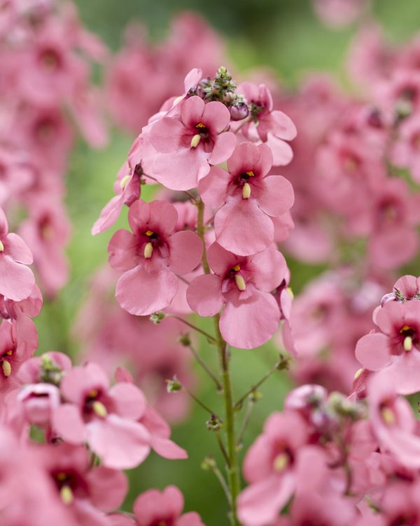 Diascia personata 'Hopleys'