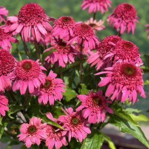 Echinacea 'Delicious Strawberry'