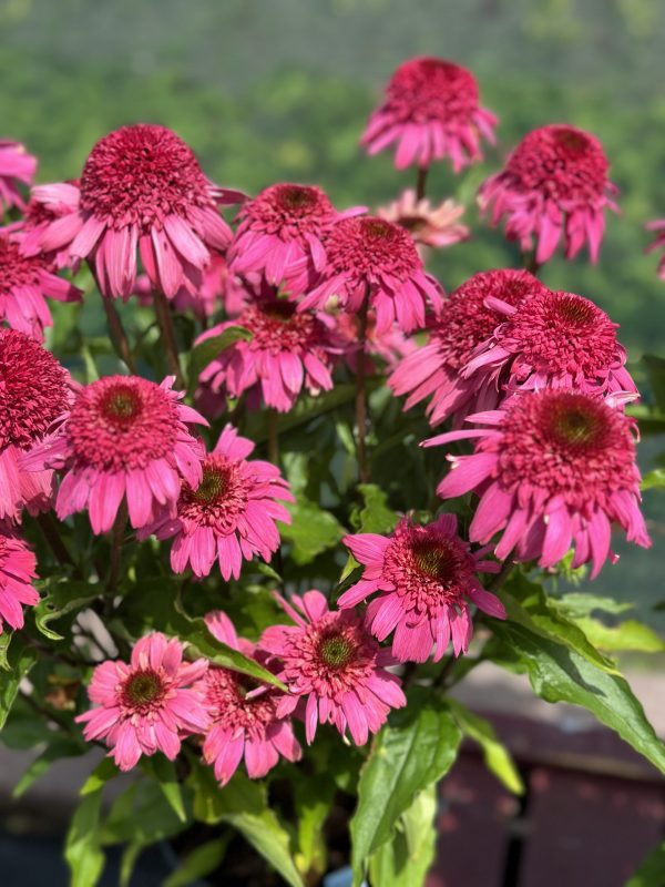 Echinacea 'Delicious Strawberry' Echinacea 'Delicious Strawberry'