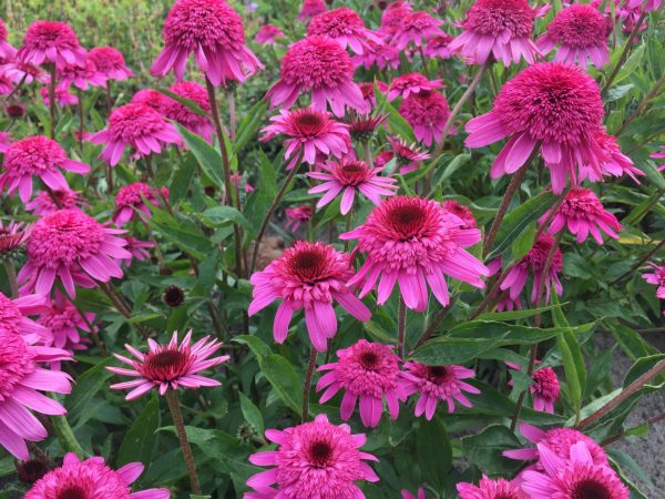 Echinacea 'Delicious Strawberry'2 Echinacea 'Delicious Strawberry'